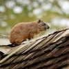 Daman skalni - Procavia capensis - Rock Hyrax o2259